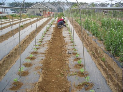 八ヶ岳yesファームblog トマト斜め植え ときゅうり