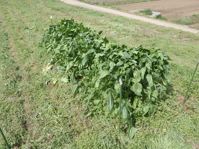 P4210679