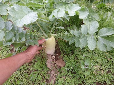 240531daikon1