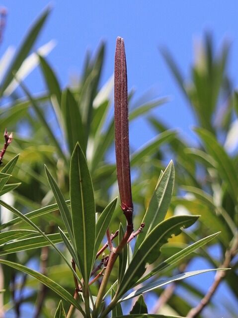 キョウチクトウ実 Ggのフィールド紀行2