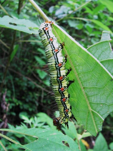 フクラスズメ幼虫 Ggのフィールド紀行2