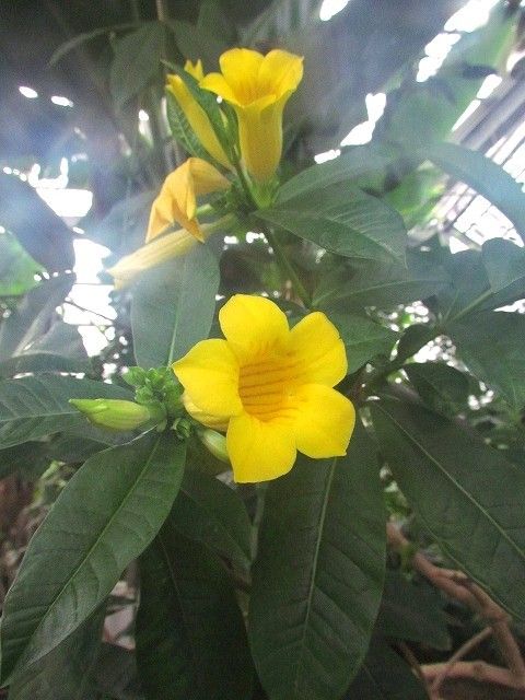 ヒメアリアケカズラ Ggのフィールド紀行2