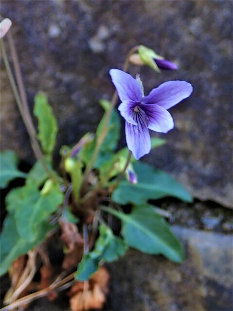 ヒメスミレ Ggのフィールド紀行2