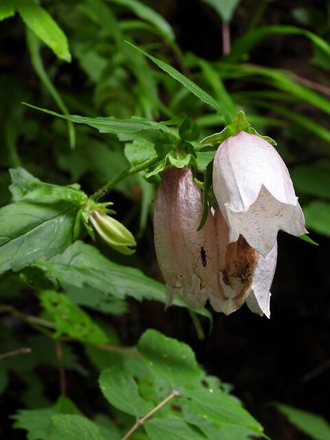 ヤマホタルブクロ Ggのフィールド紀行2