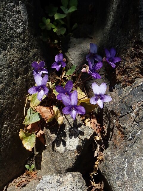 ヒメスミレ Ggのフィールド紀行2