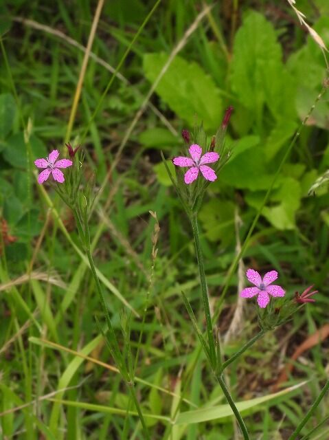 ノハラナデシコ Ggのフィールド紀行2