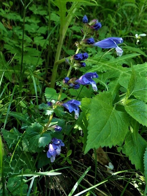 ラショウモンカズラ Ggのフィールド紀行2 ラショウモンカズラ Ggのフィールド紀行2