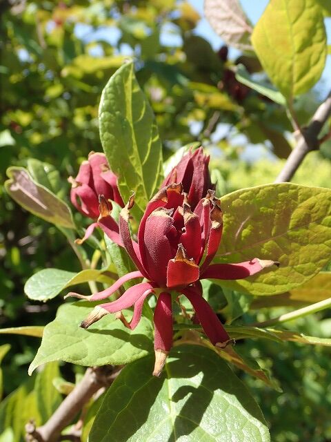 クロバナロウバイ Ggのフィールド紀行2