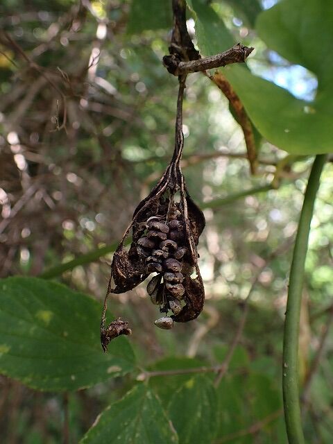 オオバウマノスズクサ実割れ Ggのフィールド紀行2 オオバウマノスズクサ実割れ Ggのフィールド紀行2