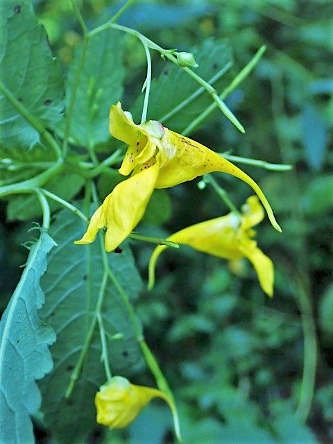 キツリフネソウ Ggのフィールド紀行2 キツリフネソウ Ggのフィールド紀行2