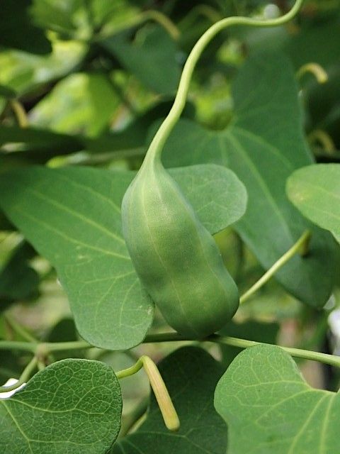 ウマノスズクサ実 Ggのフィールド紀行2 ウマノスズクサ実 Ggのフィールド紀行2