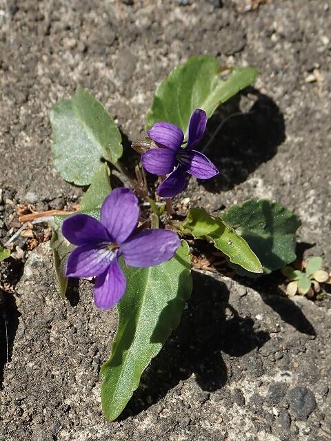 ヒメスミレ Ggのフィールド紀行2