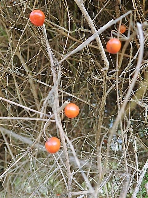 アスパラガス実 Ggのフィールド紀行2