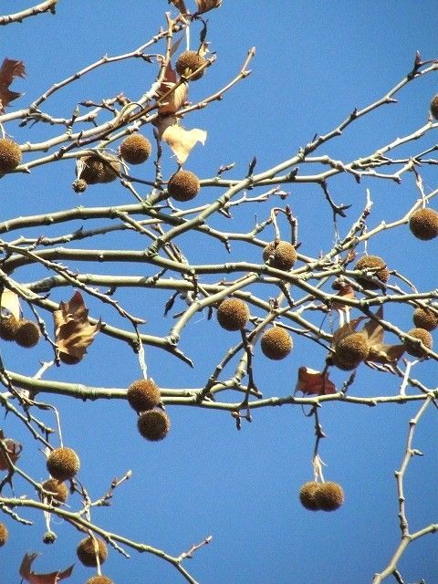 モミジバスズカケ実 Ggのフィールド紀行2