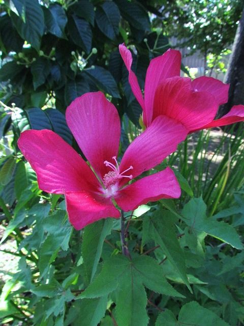 モミジアオイ Ggのフィールド紀行2