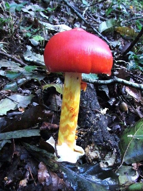 タマゴダケ Ggのフィールド紀行2 タマゴダケ Ggのフィールド紀行2