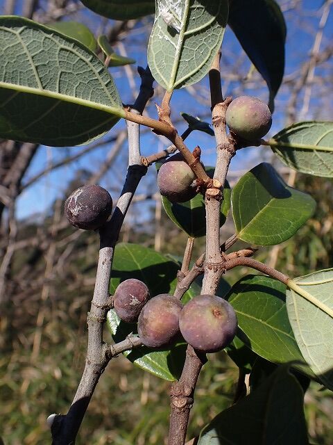 オオイタビ実 Ggのフィールド紀行2