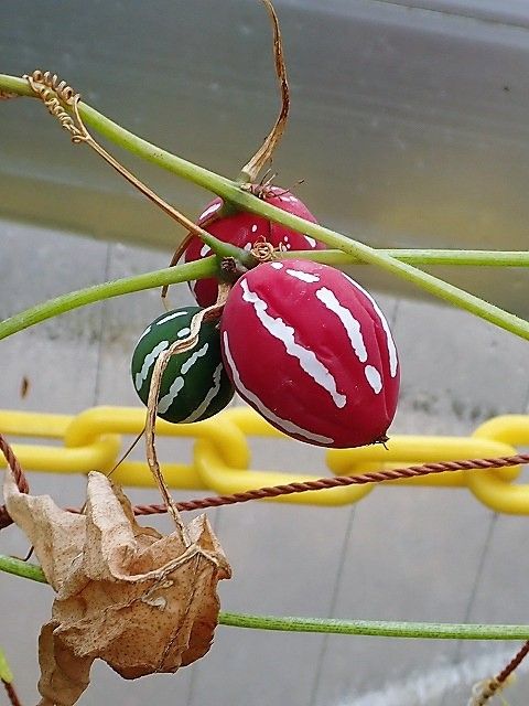 オキナワスズメウリ実 Ggのフィールド紀行2