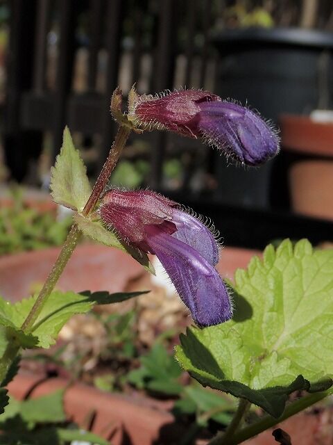 ラショウモンカズラ Ggのフィールド紀行2