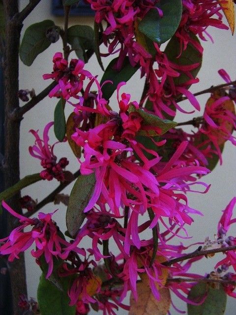 アカバナトキワマンサク Ggのフィールド紀行2