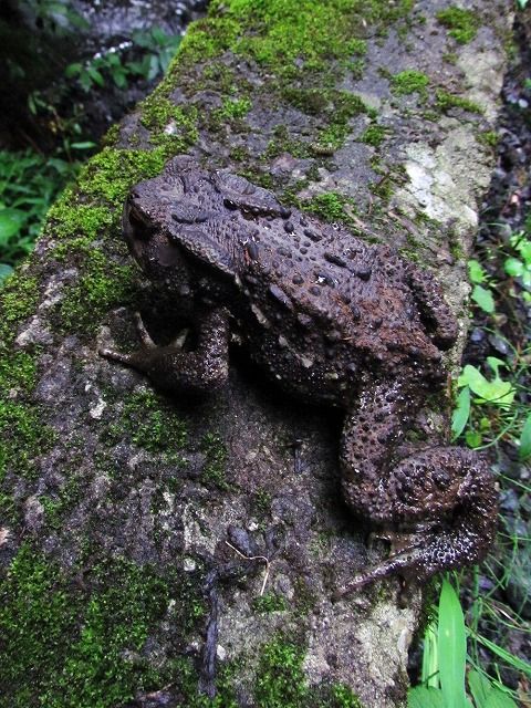 ニホンヒキガエル Ggのフィールド紀行2