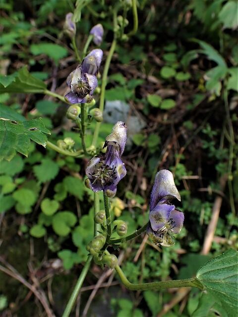 ヤマトリカブト Ggのフィールド紀行2