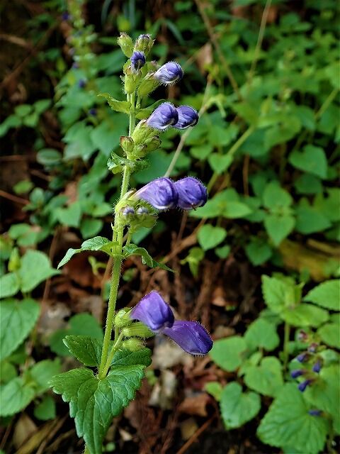 ラショウモンカズラ Ggのフィールド紀行2