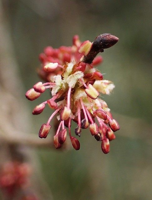 ハルニレ Ggのフィールド紀行2