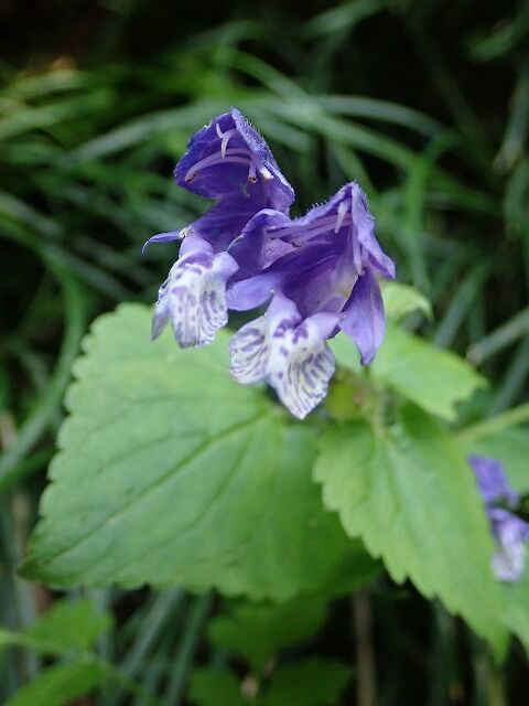 ラショウモンカズラ Ggのフィールド紀行2 ラショウモンカズラ Ggのフィールド紀行2