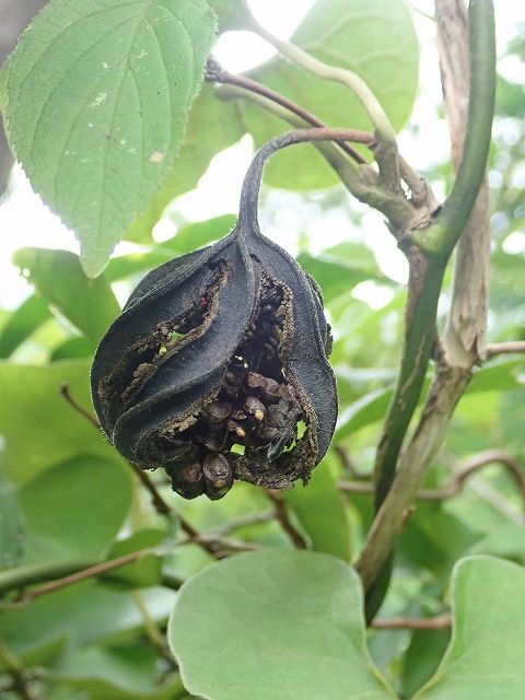 オオバウマノスズクサ実割れ Ggのフィールド紀行2 オオバウマノスズクサ実割れ Ggのフィールド紀行2