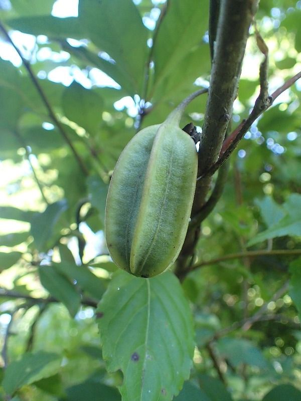 オオバウマノスズクサ実 Ggのフィールド紀行2 オオバウマノスズクサ実 Ggのフィールド紀行2