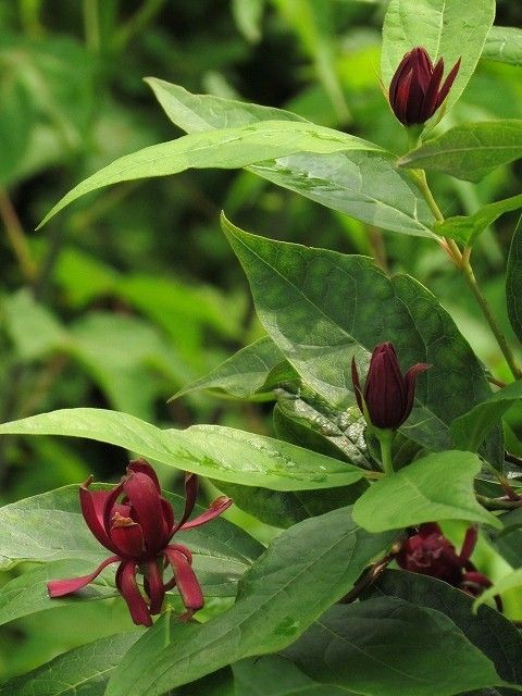 クロロウバイ Ggのフィールド紀行2