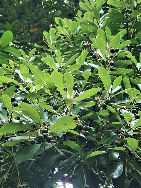 タブノキ実 Ggのフィールド紀行2