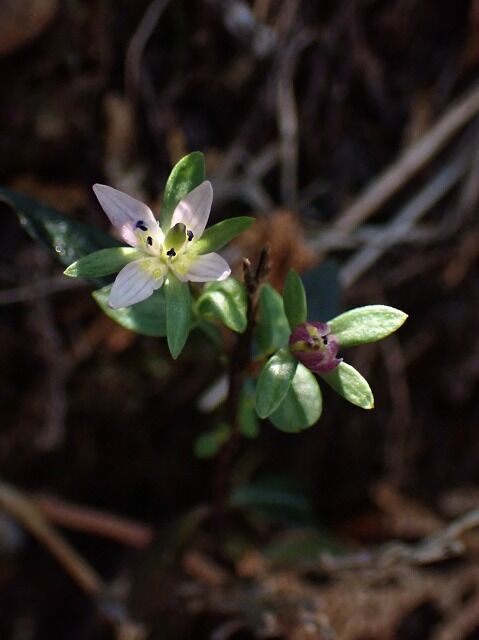 ソトムラサキセンブリ : GGのフィールド紀行2