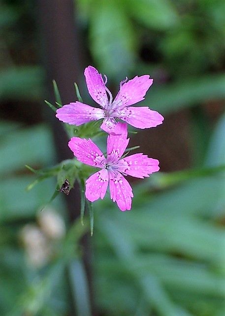 ノハラナデシコ Ggのフィールド紀行2