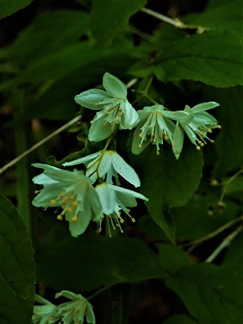 ウツギ Ggのフィールド紀行2