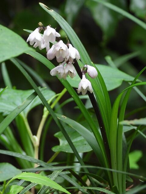 オオバジャノヒゲ Ggのフィールド紀行2