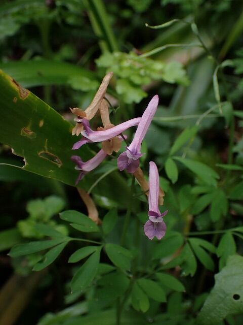 ジロボウエンゴサク Ggのフィールド紀行2