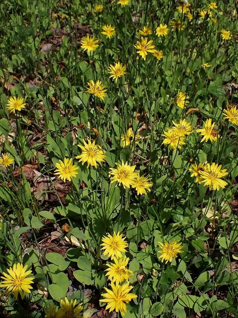 オオジシバリ Ggのフィールド紀行2