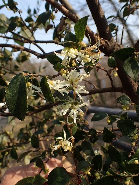 シロバナトキワマンサク Ggのフィールド紀行2