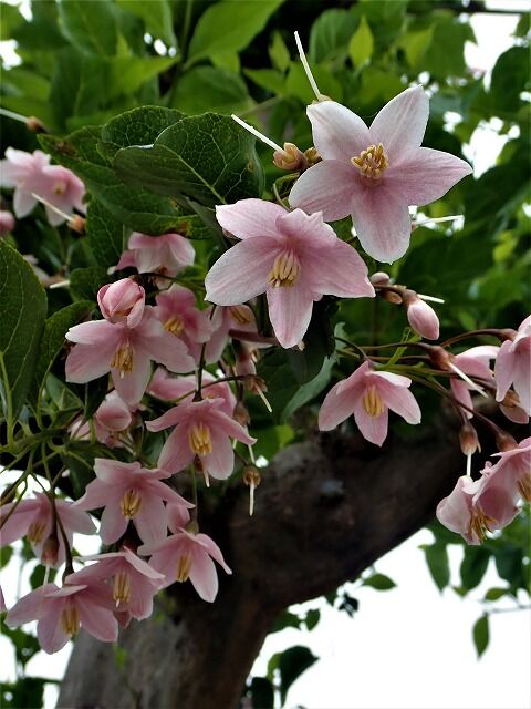 エゴノキb ピンク Ggのフィールド紀行2 エゴノキb ピンク Ggのフィールド紀行2