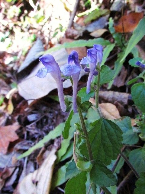 オカタツナミソウ Ggのフィールド紀行2 オカタツナミソウ Ggのフィールド紀行2