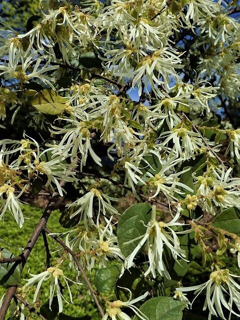 シロバナトキワマンサク Ggのフィールド紀行2