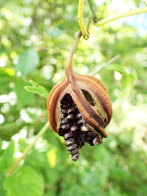 オオバウマノスズクサ実 Ggのフィールド紀行2 オオバウマノスズクサ実 Ggのフィールド紀行2