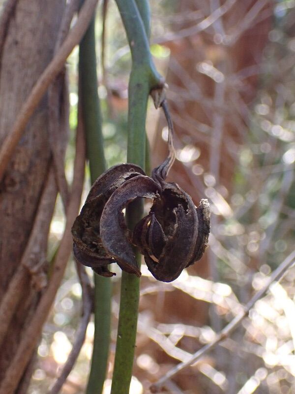 オオバウマノスズクサ実痕 Ggのフィールド紀行2 オオバウマノスズクサ実痕 Ggのフィールド紀行2