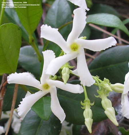 star jasmine