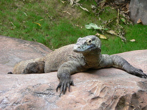 komodo_dragon