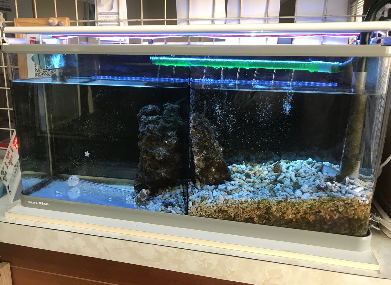 Beach Field いいかげん日記帳 海水魚飼育 Livedoor Blog ブログ