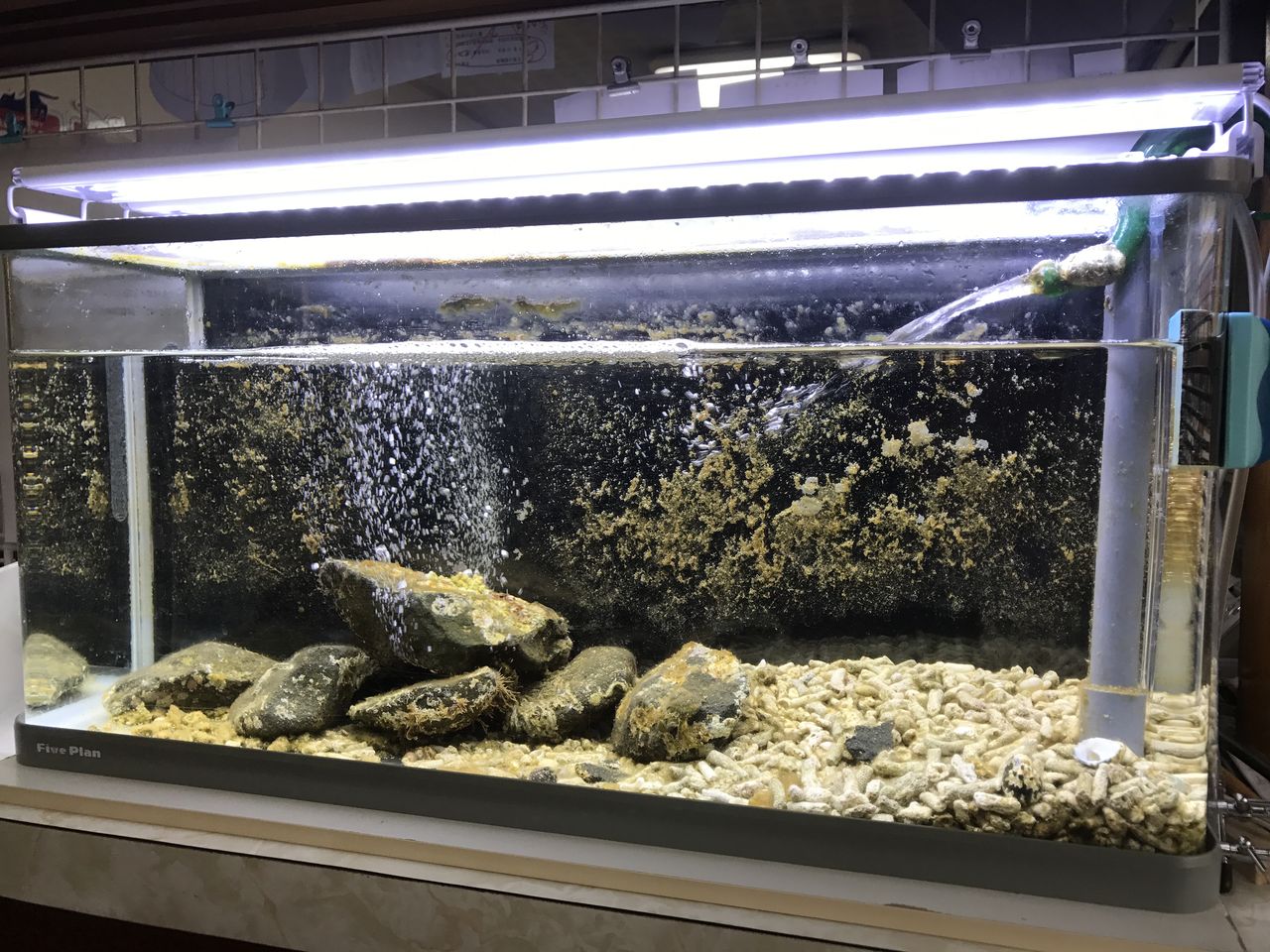 Beach Field いいかげん日記帳 海のいきもの飼育 Livedoor Blog ブログ Beach Field いいかげん日記帳 海のいきもの飼育 Livedoor Blog ブログ