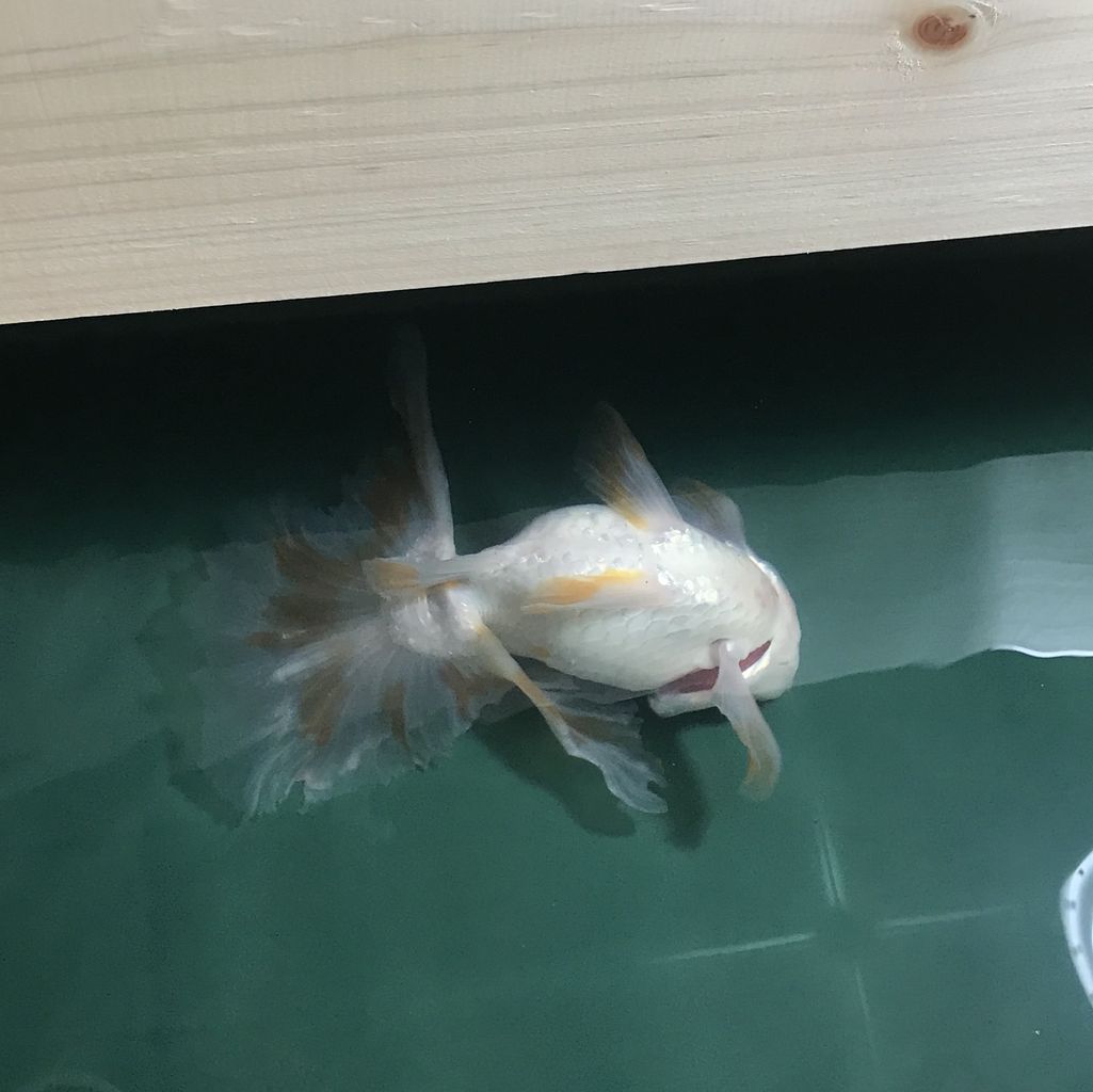 15日 Beach Field いいかげん日記帳